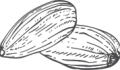 mandorle-illustrazione.png mandorle-illustrazione.png